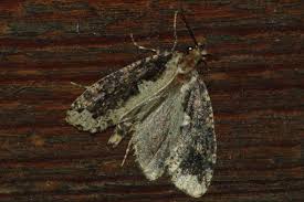 Attēlu rezultāti vaicājumam “Scardia boletella”