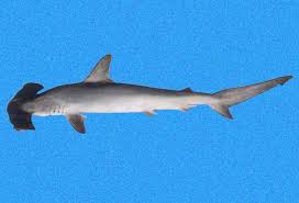 Image result for Sphyrna