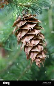 Attēlu rezultāti vaicājumam “Pseudotsuga menziesii”