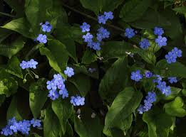 Image result for Omphalodes verna