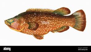 Image result for Labrus bergylta