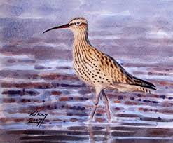 Image result for Numenius tenuirostris