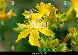 Attēlu rezultāti vaicājumam “Hypericum perforatum bud”