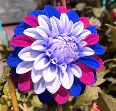 Image result for Dahlia x pinnata `Decorative Giants`