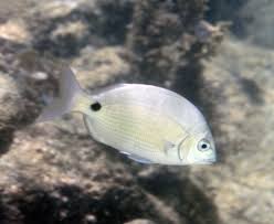 Image result for Diplodus kotschyi