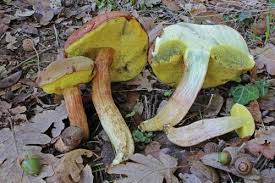 Attēlu rezultāti vaicājumam “Xerocomus rubellus”