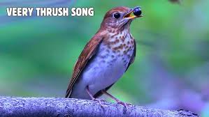 Image result for Catharus fuscescens