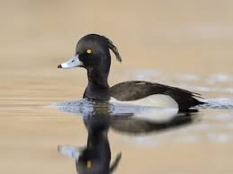 Image result for Aythya fuligula