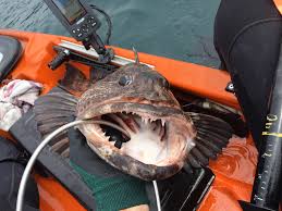 Image result for ALBION SEA FISHING CLUB