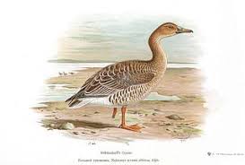 Image result for Anser fabalis