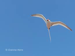 Image result for Phaethon aethereus