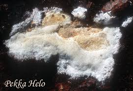 Attēlu rezultāti vaicājumam “Skeletocutis brevispora”