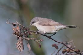 Attēlu rezultāti vaicājumam “Sylvia curruca”
