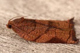 Attēlu rezultāti vaicājumam “Archips podana female”