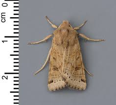 Attēlu rezultāti vaicājumam “Cyclophora punctaria”