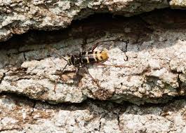 Attēlu rezultāti vaicājumam “Plagionotus detritus imago”