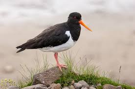 Attēlu rezultāti vaicājumam “Haematopus ostralegus”