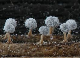 Attēlu rezultāti vaicājumam “Didymium proximum”