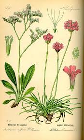 Attēlu rezultāti vaicājumam “Armeria vulgaris leaf”