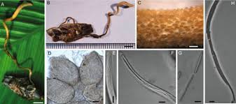 Attēlu rezultāti vaicājumam “Torrubiella arachnophila”