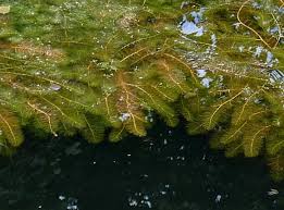 Attēlu rezultāti vaicājumam “Myriophyllum alterniflorum”