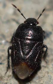 Attēlu rezultāti vaicājumam “Cydnidae”