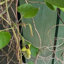 Attēlu rezultāti vaicājumam “Aristolochia durior leaf”