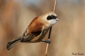 Attēlu rezultāti vaicājumam “Remiz pendulinus”