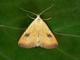 Attēlu rezultāti vaicājumam “Rivula sericealis”