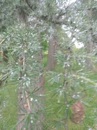 Attēlu rezultāti vaicājumam “Adelges laricis”