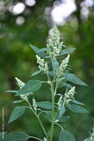 Attēlu rezultāti vaicājumam “Chenopodium album flower”