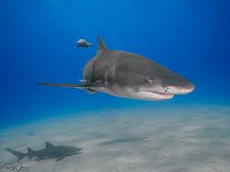 Image result for Negaprion brevirostris