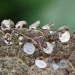 Attēlu rezultāti vaicājumam “Diderma hemisphaericum”