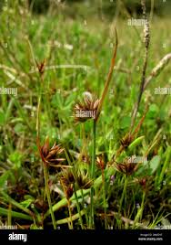 Attēlu rezultāti vaicājumam “Juncus capitatus”