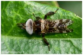 Attēlu rezultāti vaicājumam “Haematopota sp.”