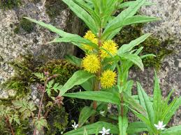 Attēlu rezultāti vaicājumam “Lysimachia thyrsiflora leaf”