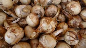 Attēlu rezultāti vaicājumam “Sagittaria sagittifolia fruit”