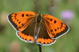Attēlu rezultāti vaicājumam “Lycaena dispar”