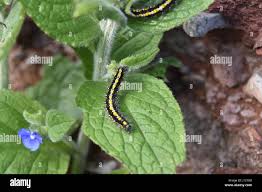 Attēlu rezultāti vaicājumam “Callimorpha dominula larva”