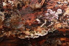 Attēlu rezultāti vaicājumam “Colloderma oculatum”