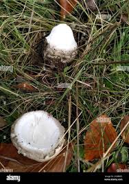 Attēlu rezultāti vaicājumam “Amanita strobiliformis”