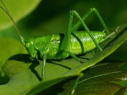 Attēlu rezultāti vaicājumam “Tettigoniodea”