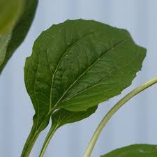 Attēlu rezultāti vaicājumam “Echinacea purpurea leaf”