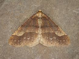 Attēlu rezultāti vaicājumam “Agriopis marginaria”