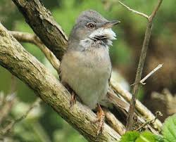 Attēlu rezultāti vaicājumam “Sylvia communis”