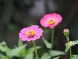 「烏頭みこと」の画像検索結果