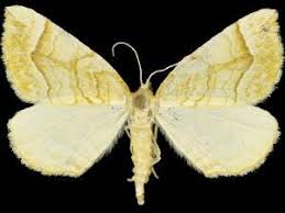 Attēlu rezultāti vaicājumam “Eulithis mellinata”