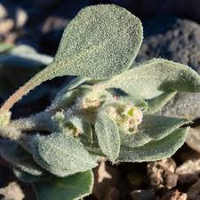 Attēlu rezultāti vaicājumam “Atriplex calotheca leaf”