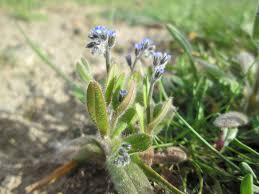 Attēlu rezultāti vaicājumam “Myosotis ramosissima flower”