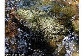 Attēlu rezultāti vaicājumam “Platyhypnidium riparioides”